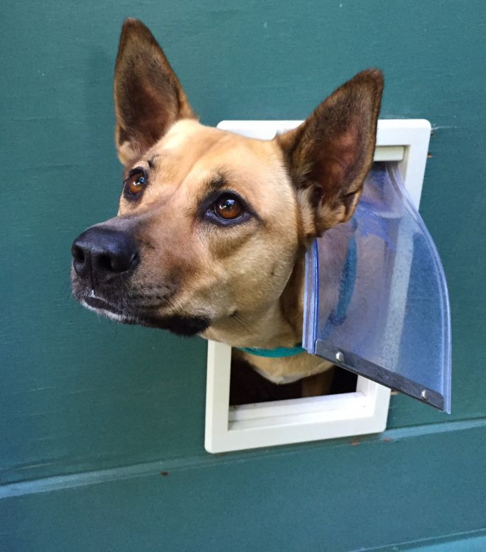 pet doors