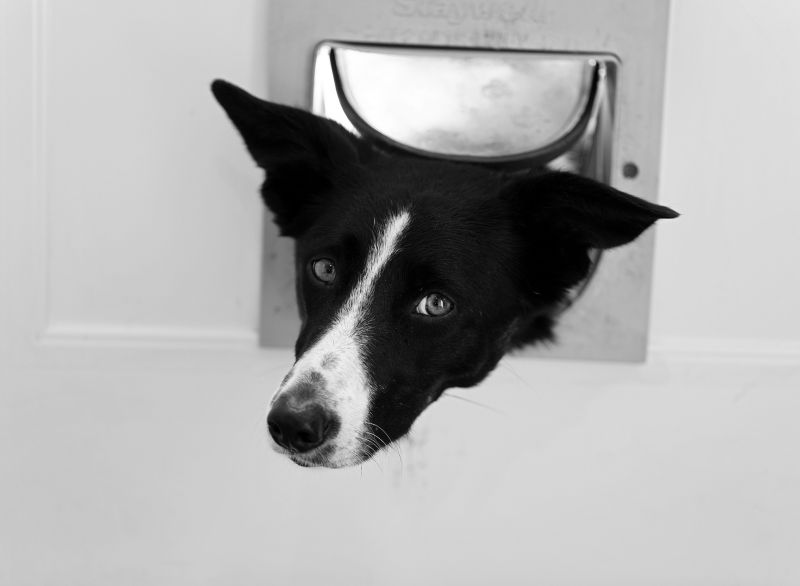 pet doors
