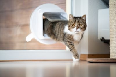 pet doors